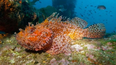 week-end-de-plongee-au-lavandou2024-10-04
